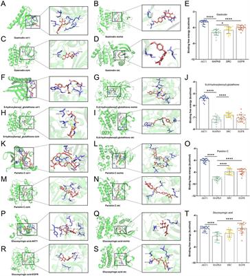 Identifying the quality markers and optimizing the processing of Gastrodiae rhizoma to treat brain diseases